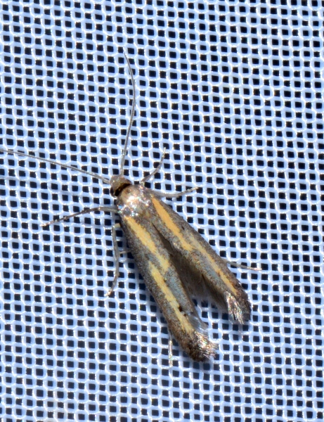 Epermeniidae: Ochromolopis ictella?     S !